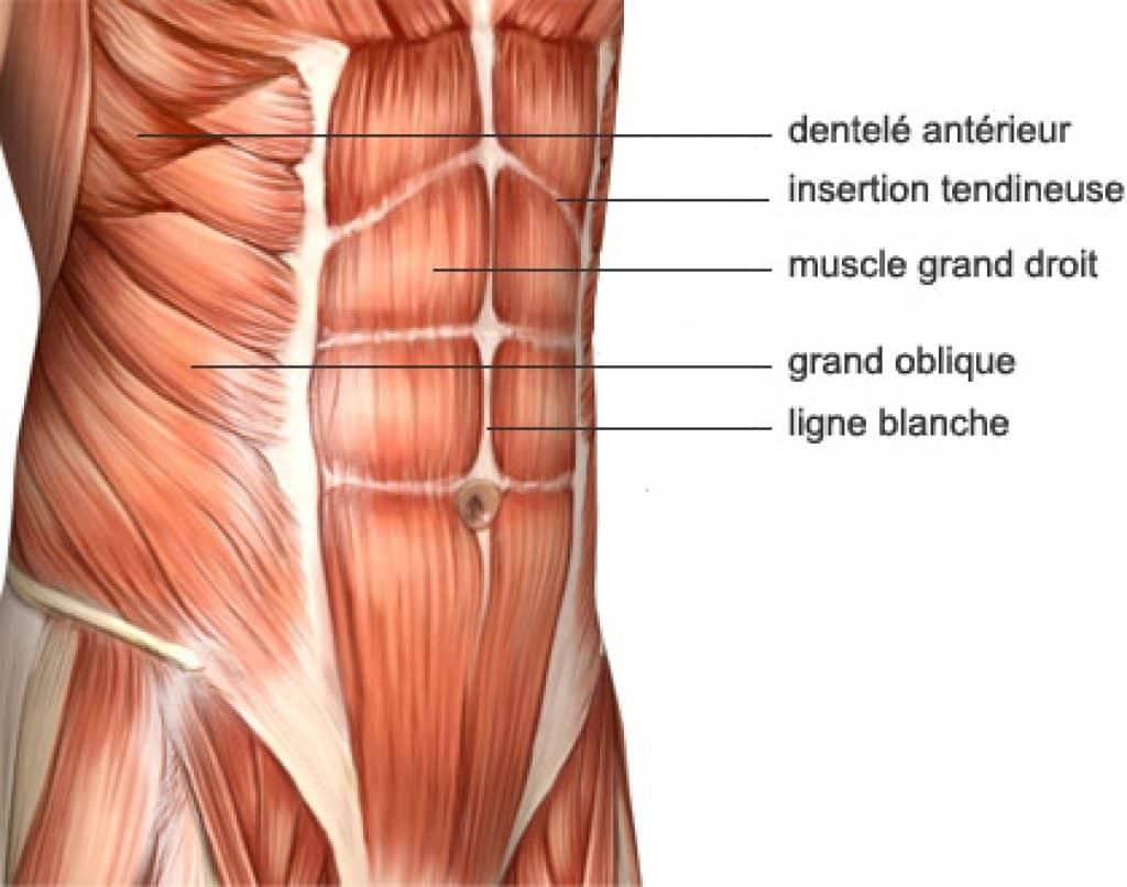 Ceinture de musculation VEOFIT Avis sur cet appareil EMS à électrostimulation Ceinture de musculation VEOFIT Avis sur cet appareil EMS à électrostimulation
