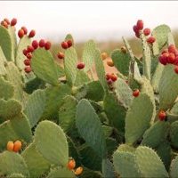 nopal-anaca3 Nopal Anaca3